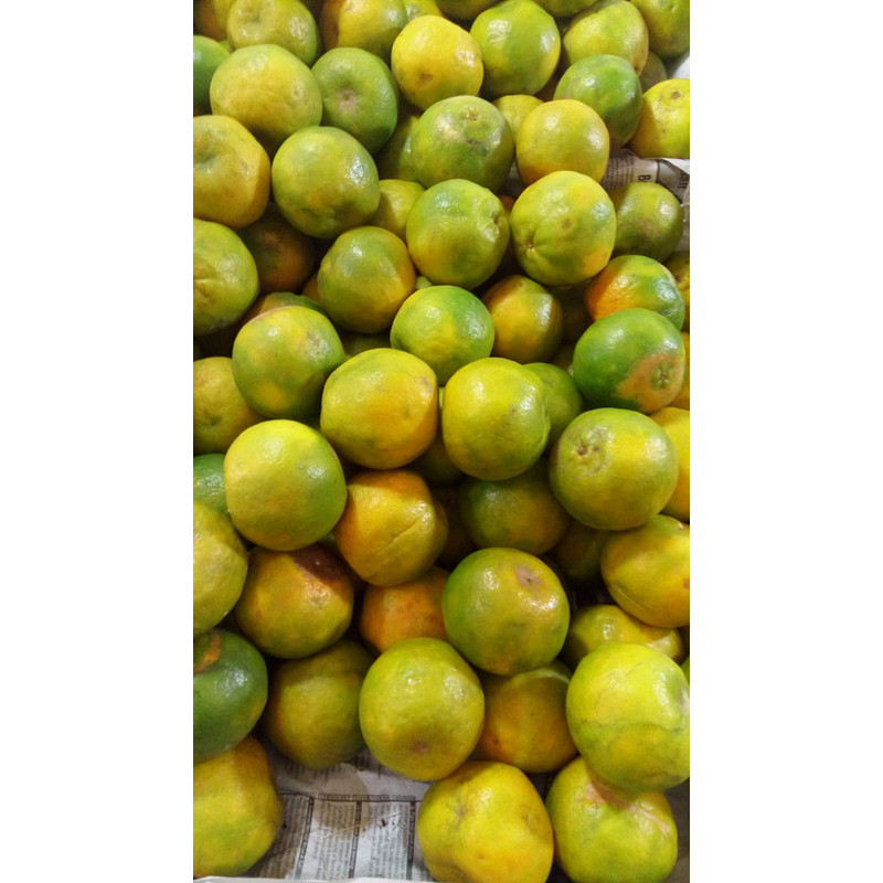 

Jeruk pontianak 500 gr