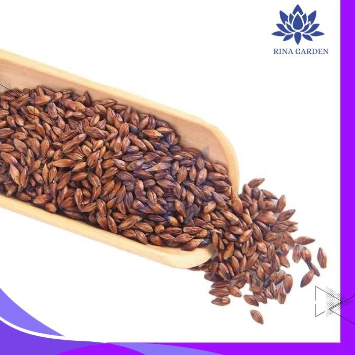 

TEH GANDUM / MUGICHA BORICHA / TRADITIONAL ROASTED BARLEY TEA 100GR KUALITAS PRODUK TERBAIK