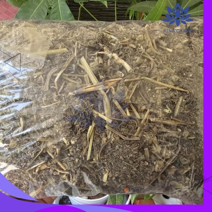 

CIPLUKAN KERING 500GR - CEPLUKAN KERING KUALITAS PRODUK TERBAIK