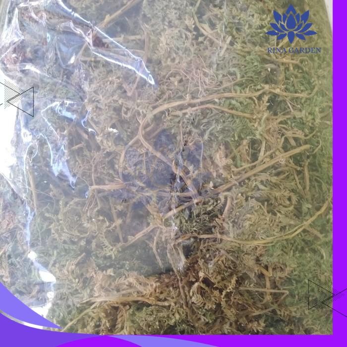 

DAUN CAKAR AYAM KERING 500GR KUALITAS TERBAIK