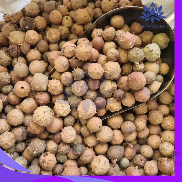 

BUAH MANJAKANI 1KG / MAJAAN / MAJAKANI ASLI DIJAMIN GRATIS ONGKIR