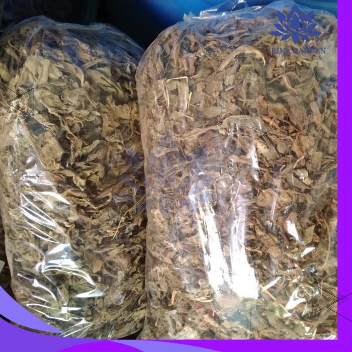 

DAUN DEWA KERING 250GR KUALITAS TERBAIK