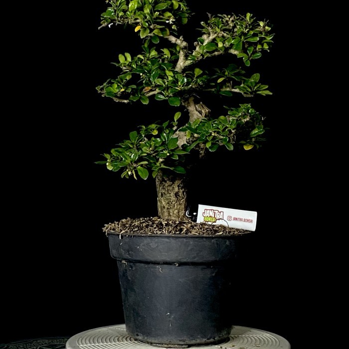 Bonsai hokiantea batang besar jadi siap pajang