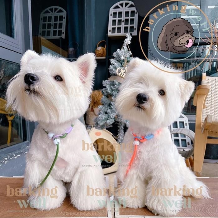 Tali Tuntun Anjing - Playful Slip Dog Lead Leash Cesar Milan Training