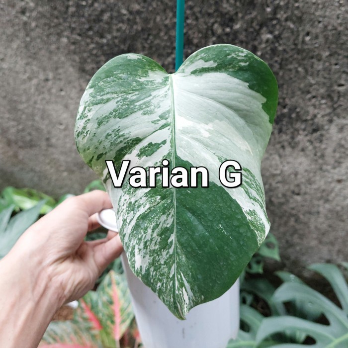 Tanaman Hias Monstera Variegata - Monstera Variegata - Monvar -Gratisongkir