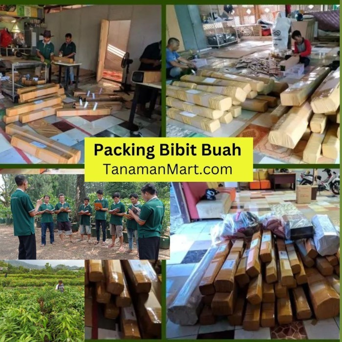 Bibit Bidara Asli Bergaransi, Pohon Buah Bidara Arab Valid -Gratisongkir