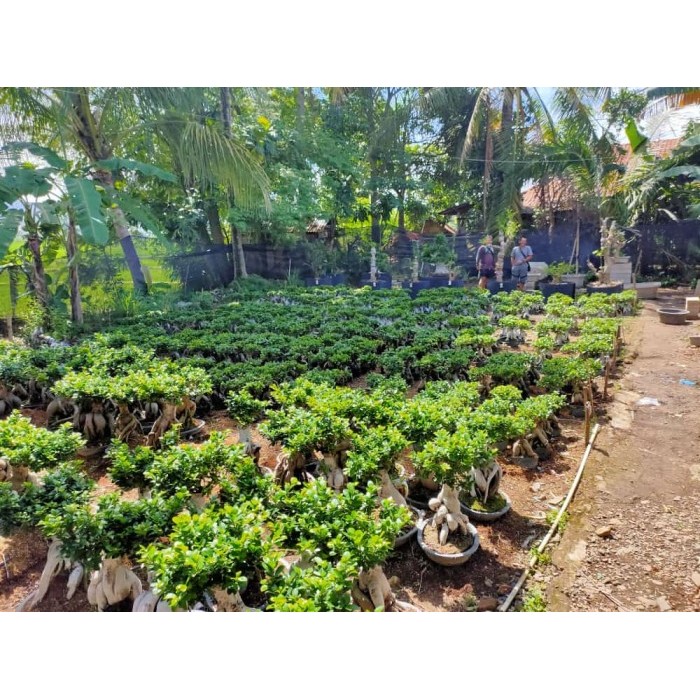 Tanaman Bibit Bonsai Hidup/ Bonsai Ficus Bonsai Daun Jeruk -Gratisongkir
