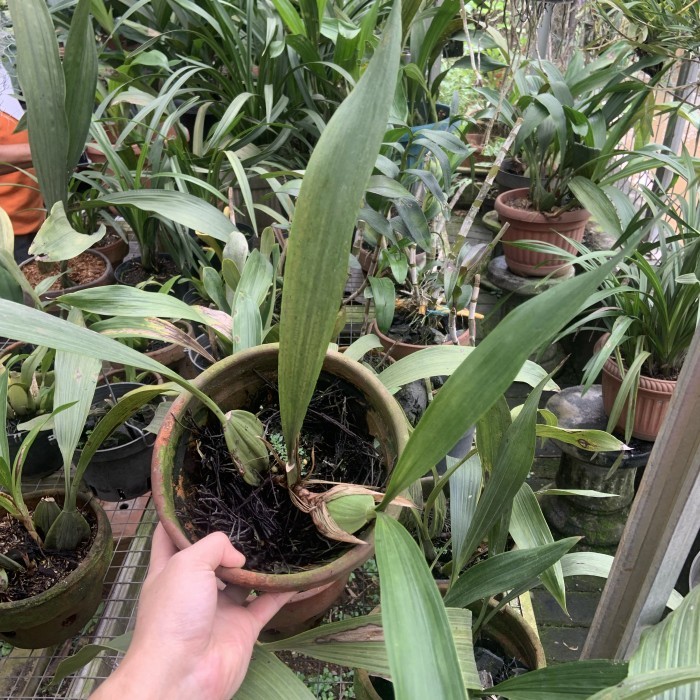 Coeligyne Pandurata Anggrek Hitam Papua Dewasa Medium -Gratisongkir