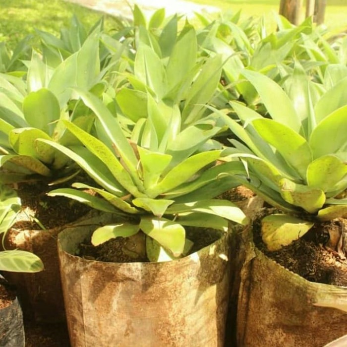 Tanaman Agave Attenuata Tanaman Siklok Hijau Tanaman Siklok -Gratisongkir