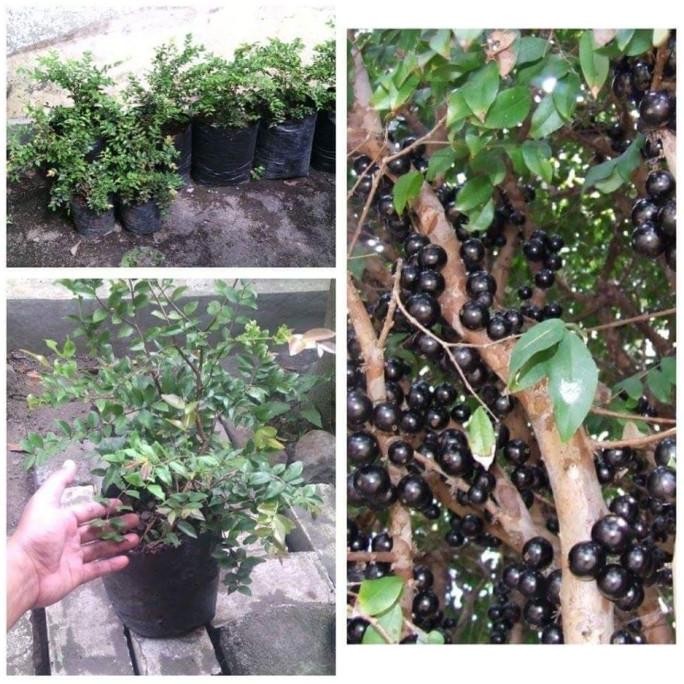 

BIBIT TANAMAN BUAH ANGGUR BRAZIL / ANGGUR POHON