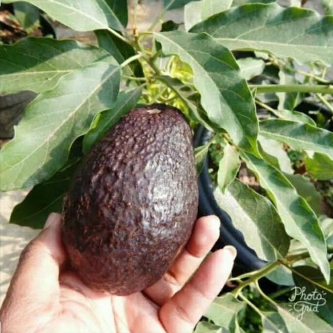 Bibit Alpukat Hass Import Asli