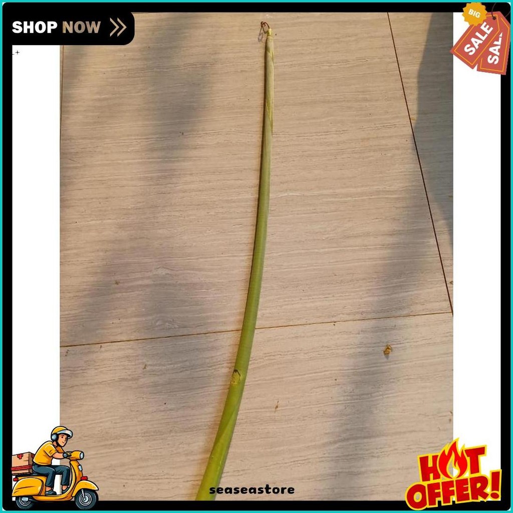 

Pucuk Daun Pisang Batu Muda / Pucuk Pohon Pisang Batu (Lagi Diskon)