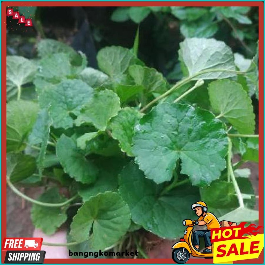 

Daun Pegagan / Daun Antanan / Daun Senduduk 1 Ikat (Order Sebelum Ketinggalan)