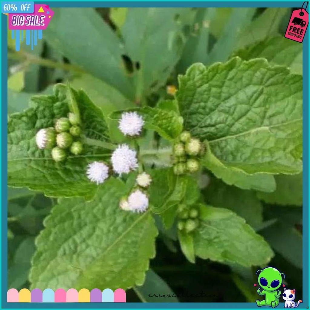 

200Gr Daun Bandotan Segar Daun Babadotan Kista Asam Urat Diabetes (Lagi Viral)