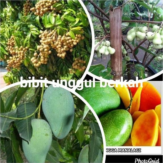 

paket kelengkeng new kristal jambu madu Delhi mangga manalagi dan gadung