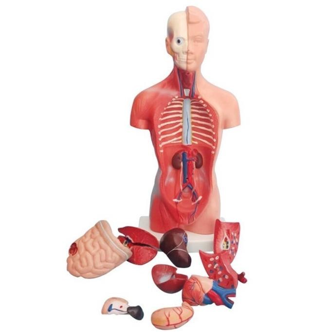 Kerangka Manusia Model Alat Peraga Edukatif Torso Anatomi Tubuh 28 cm
