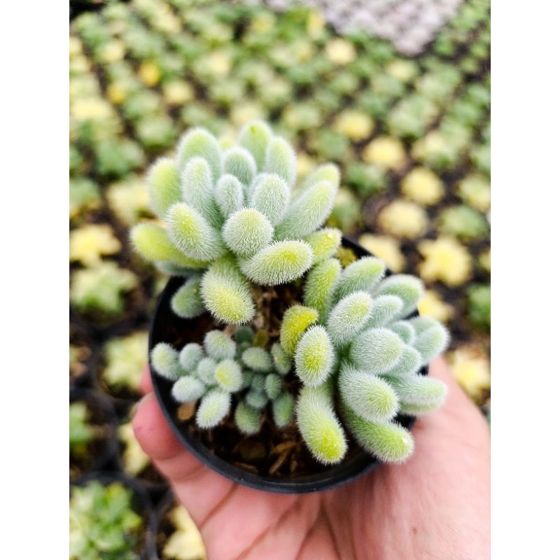 Sukulen sedum Hintonii | kaktus dan sukulen