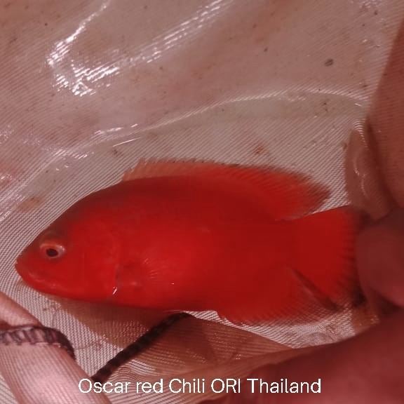 Oscar Red Chili Thailand