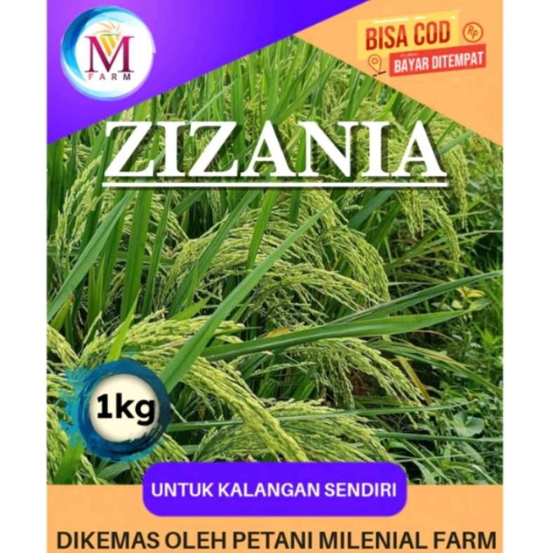 Benih bibit padi zizania kemasan 1kg