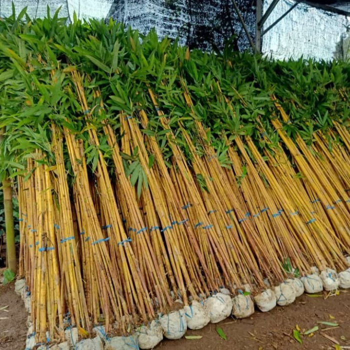 Promo Bambu Kuning harga GROSIR / pohon Bambu kuning / Bambu Pagar