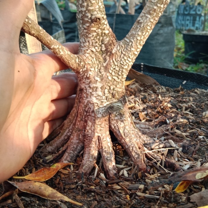 BERINGIN KIMENG PROGRAM PECAH BATANG SIAP DILANJUD PROGRAM.