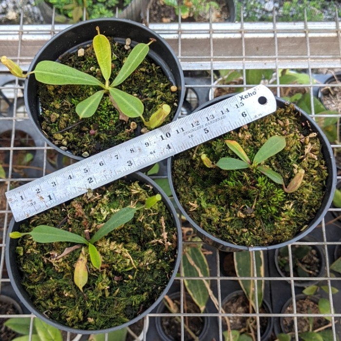 nepenthes veitchii Pink kantong semar pemakan serangga