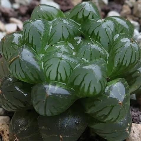 haworthia cooperi