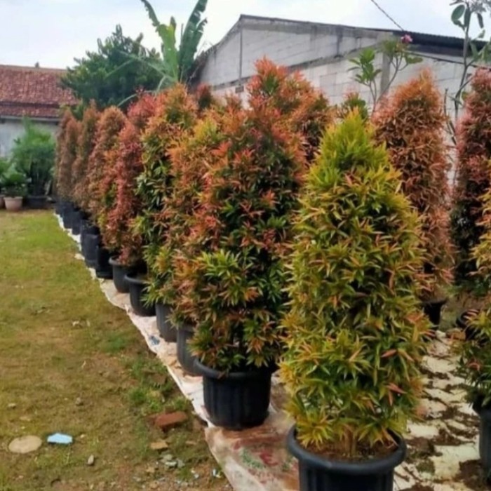 pohon pucuk merah tinggi 1,5 m