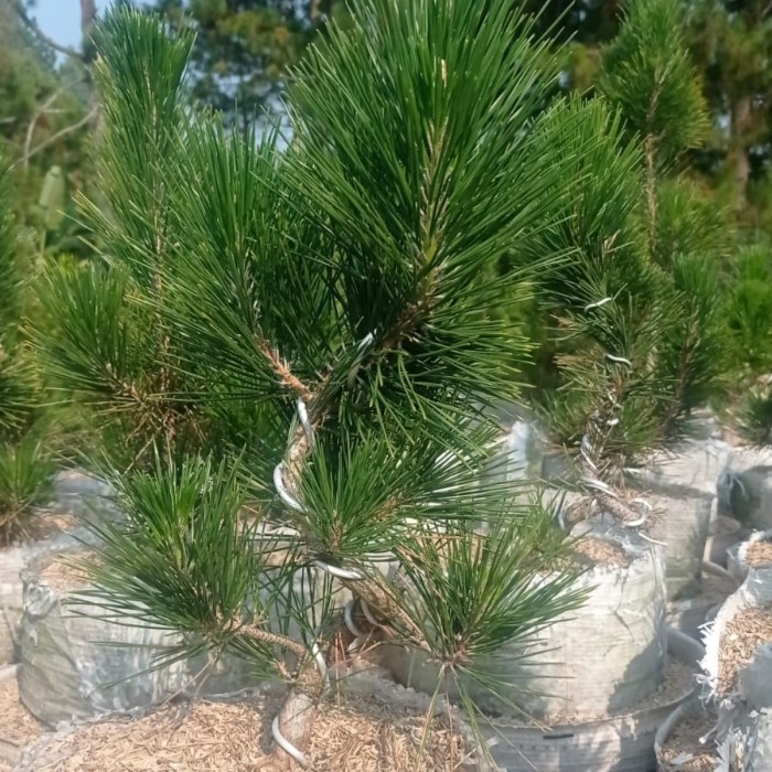 Japanese Black Pine Program Batang/ Japanese Black Pine Meliuk