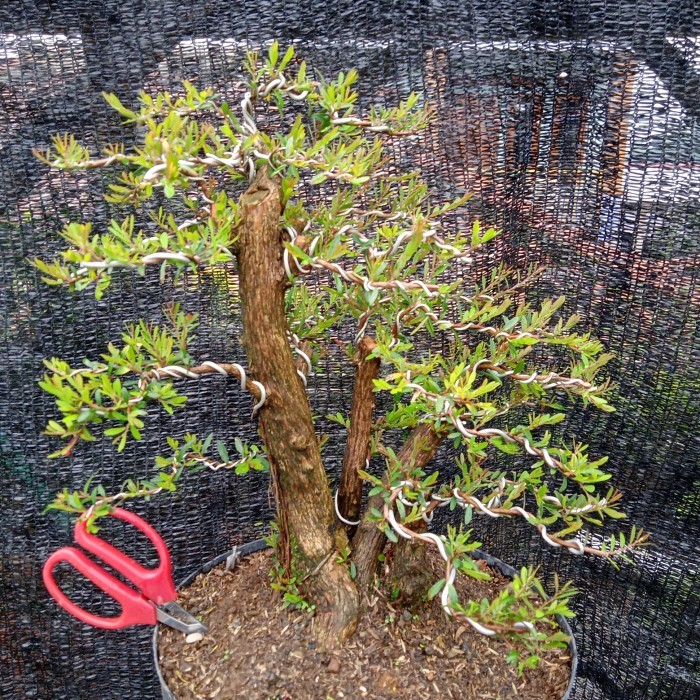bonsai bahan cendrawasih bonggolan batang besar