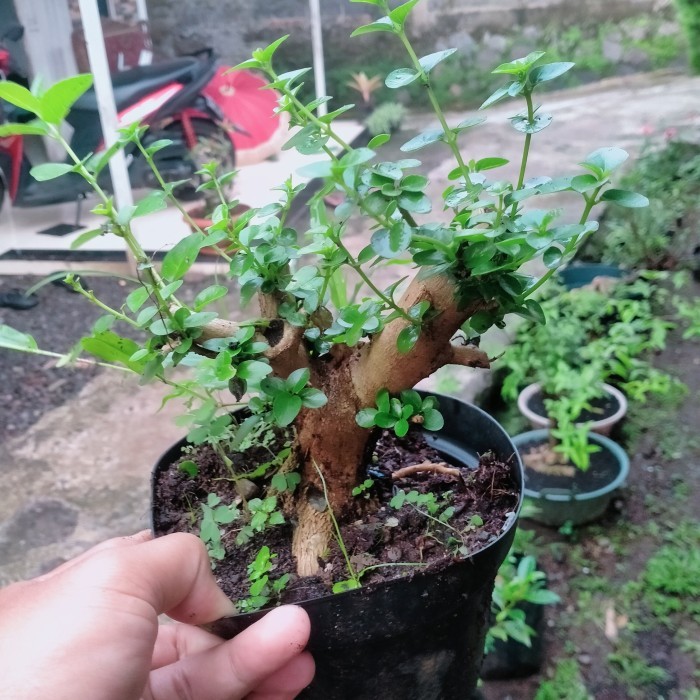 bahan bonsai sancang prokar. mame. prospek