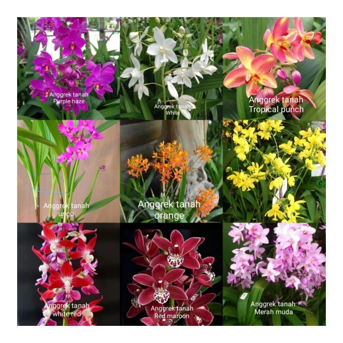 Tanaman hias sket 9 anggrek tanah macam jenis bunga