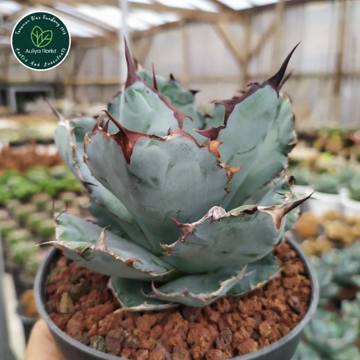 Agave Titanota Blue Ball good form kaktus dan sukulen tanaman hias