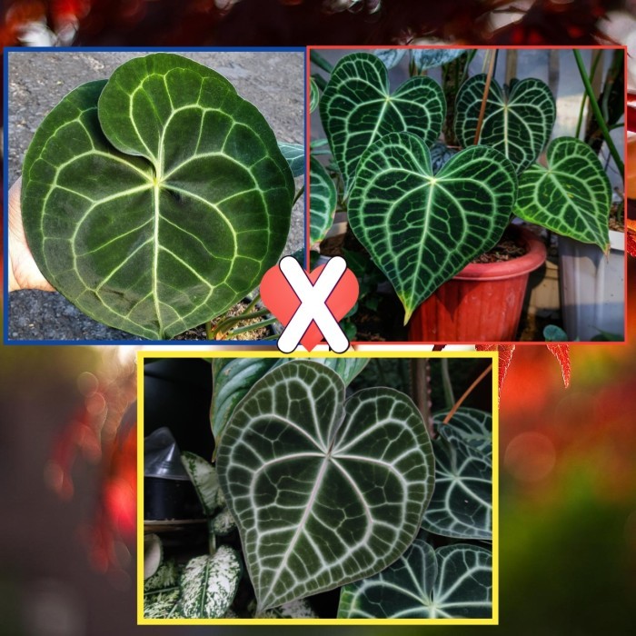 Anthurium Clarinervium Matuda x Queens x King Clarinervium TERBAIK