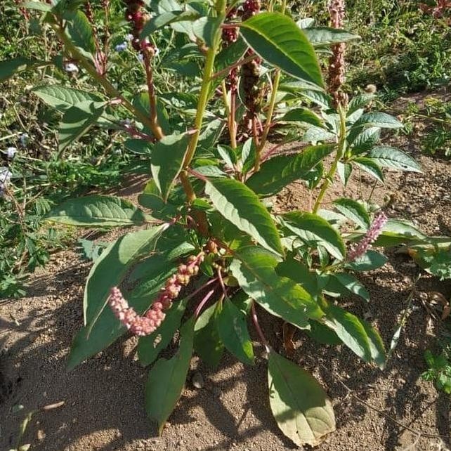 kw asli bibit ginseng merah korea | tanaman ginseng merah korea