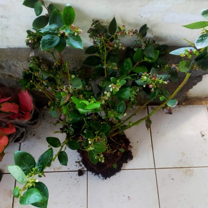 Bibit pohon blueberry - pohon buah blueberry - berbuah