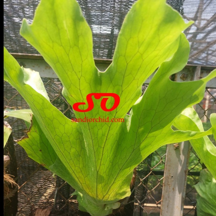 [ REMAJA ] Platycerium grande
