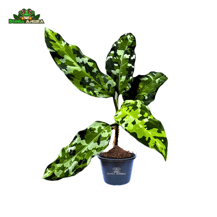 Tanaman vivarium Aglonema Pictum Tricolor (army style)