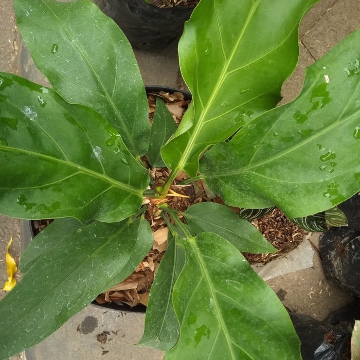 tanaman hias gelombang cinta