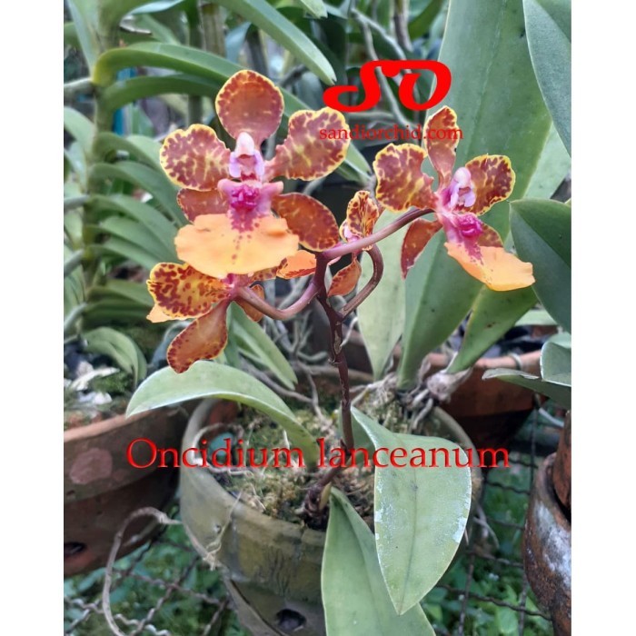 [ DEWASA ] Trichocentrum / Oncidium lanceanum