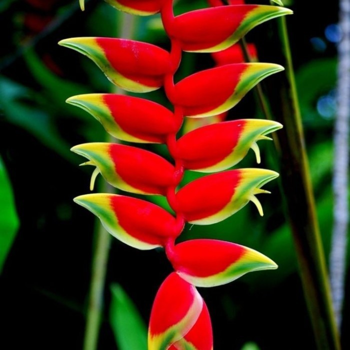 PAKET (10btg) Heliconia Rostrata/ Tanaman Heliconia Red Flower