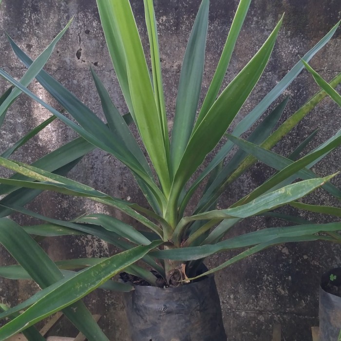 tanaman yucca
