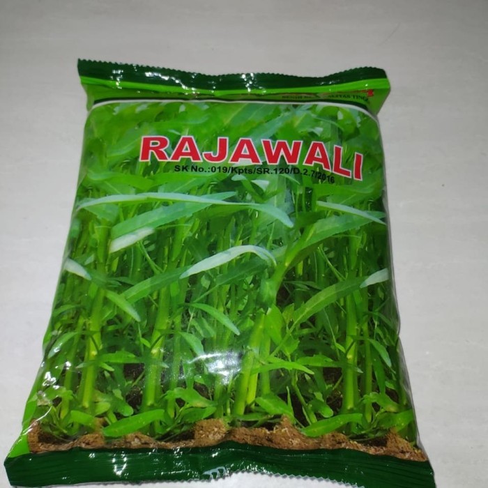 TERBARU Bibit Benih Kangkung Rajawali, Kualitas super, kemasan 1 Kilo, murah. PROMO