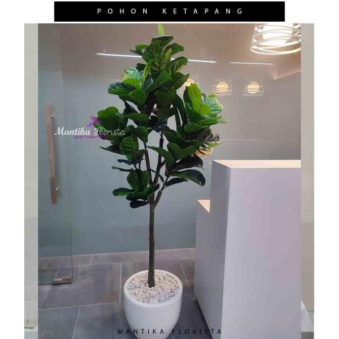 Pohon Ketapang Artificial Tinggi Pohon 2 Meter Terbaru