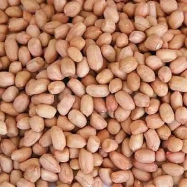 

TERLENGKAP Kacang Tanah Super