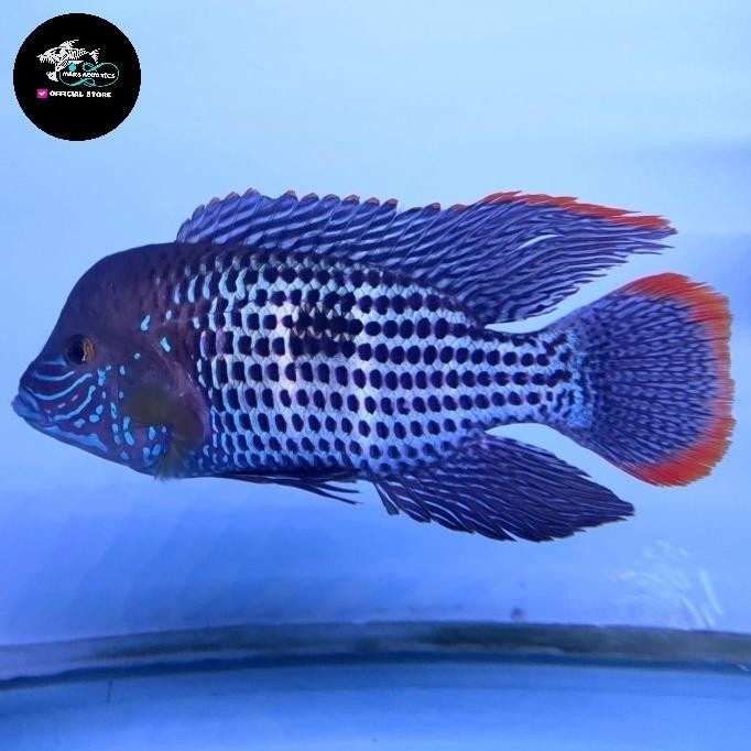 NEW IKAN HIAS GREEN TEROR BESAR GOODMARKING CICHLID TANKMATE IKAN PREDATOR