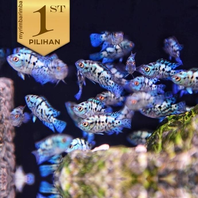 socket - Paket Koloni (isi 10) EBJD Cichlid Electric Blue Jack Dempsey Ikan Hias Aquascape Hiasan Aq