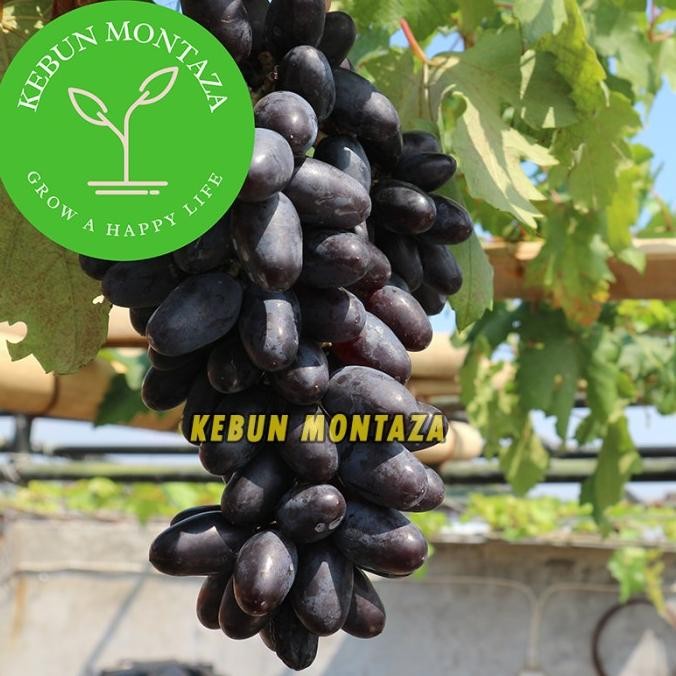 

Bibit Anggur Gozv Kebun Montaza Anggur Impor Valid COD