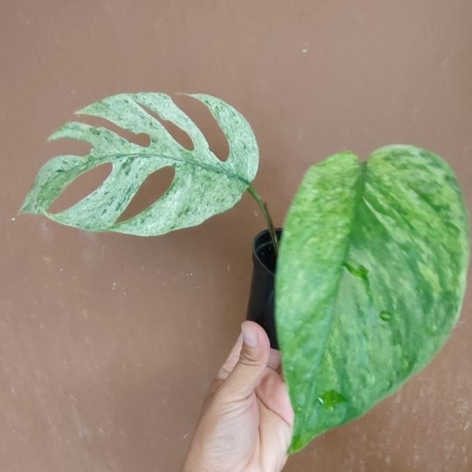 

Epipremnum Hanoman sp Bali Marble COD