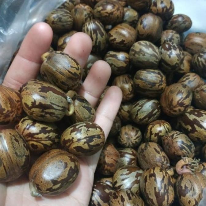 

Biji karet /200 biji COD